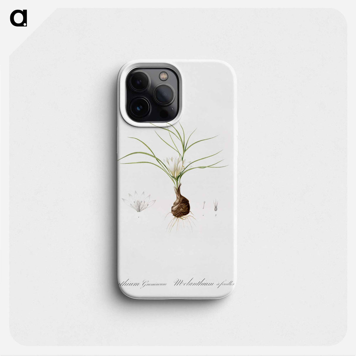 Melanthium gramineum illustration - Pierre Joseph Redouté Phone Case.