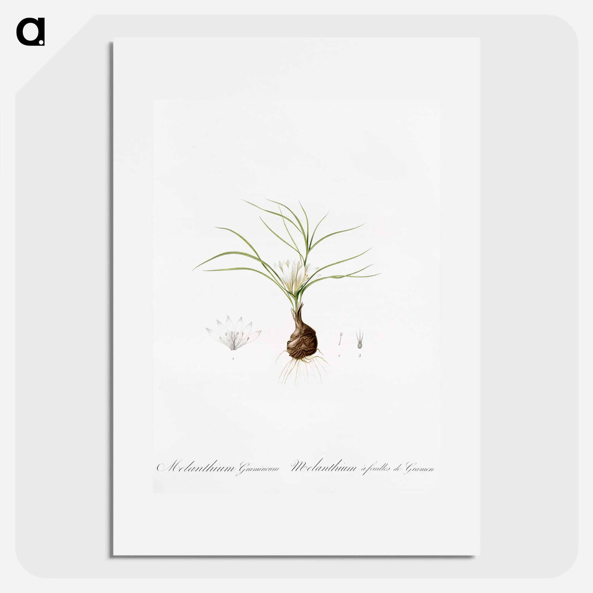 Melanthium gramineum illustration - Pierre Joseph Redouté Poster.