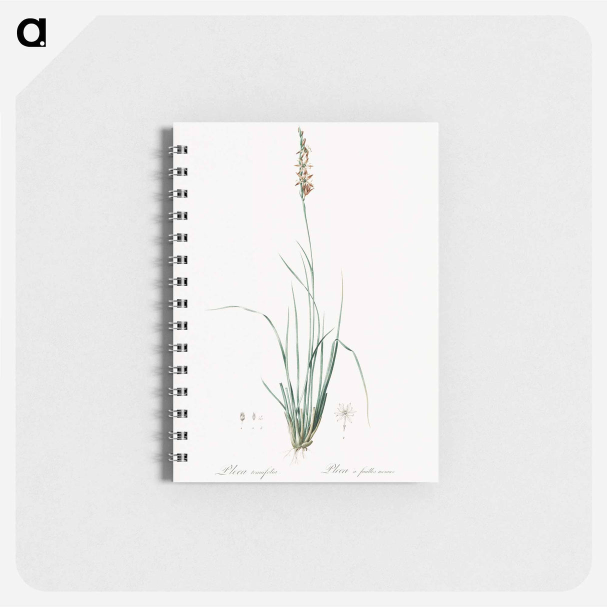 Rush featherling illustration - ピエール ジョゼフ ルドゥーテ Memo.