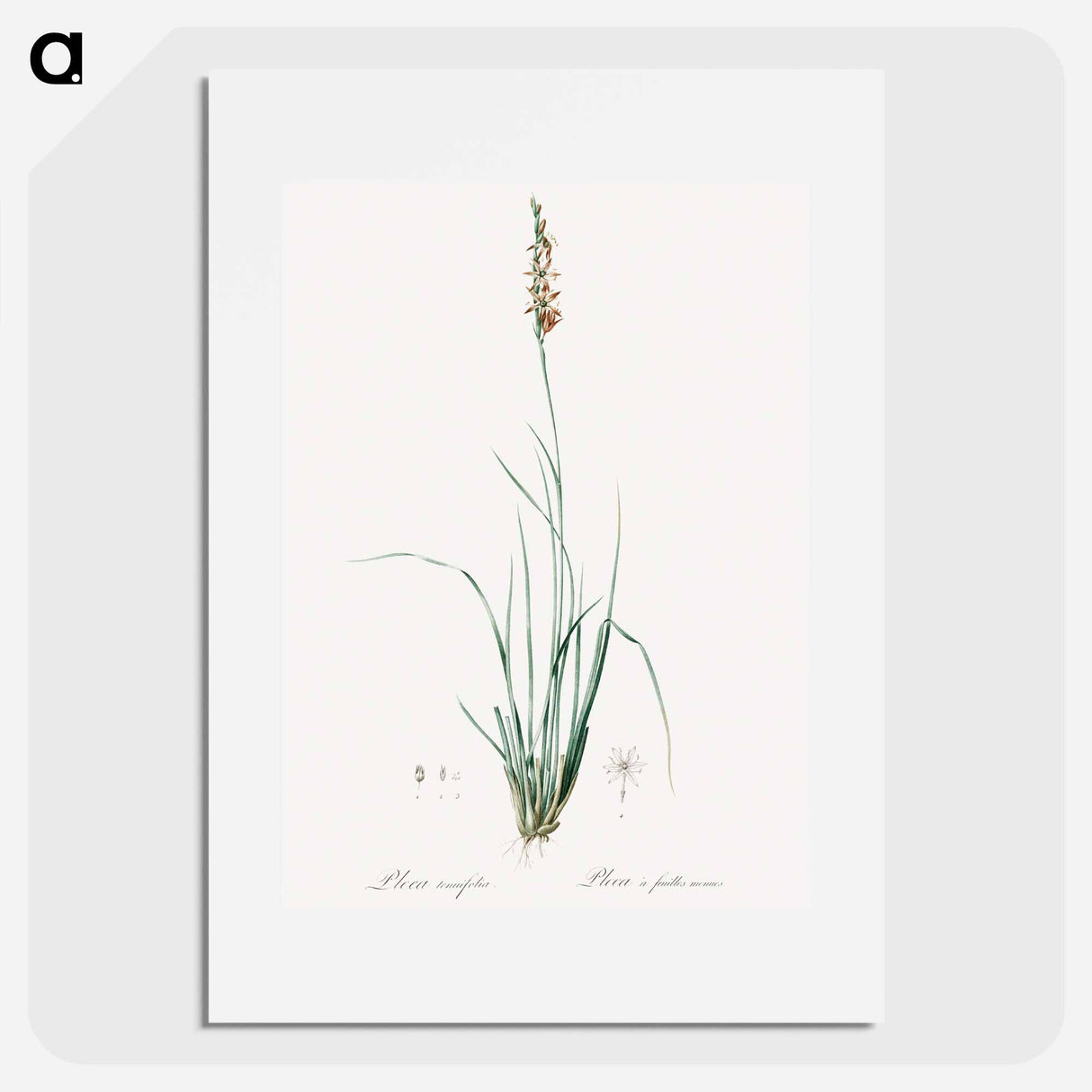 Rush featherling illustration - Pierre Joseph Redouté Poster.