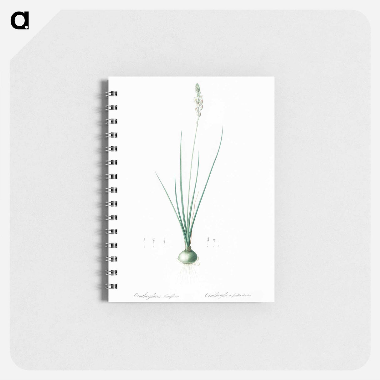 Ornithogalum tenuifolium illustration - ピエール ジョゼフ ルドゥーテ Memo.