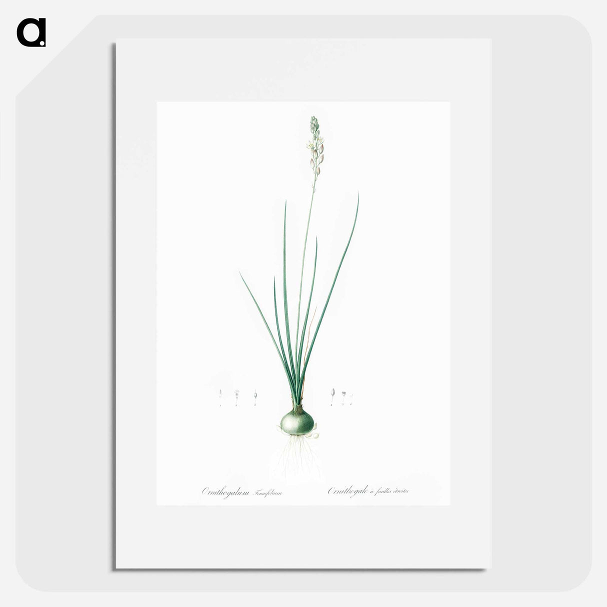 Ornithogalum tenuifolium illustration - Pierre Joseph Redouté Poster.