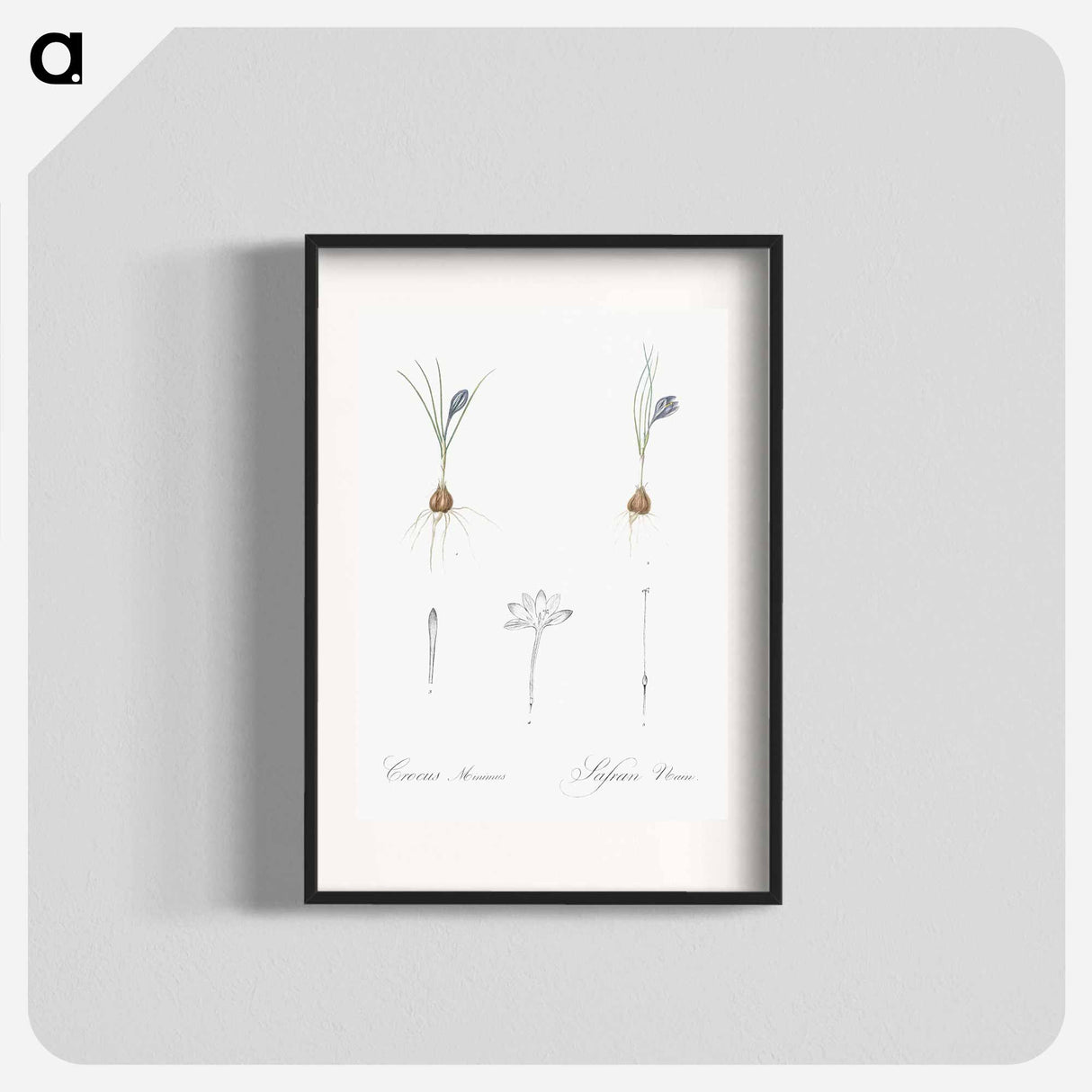 Crocus illustration - Pierre Joseph Redouté Poster.