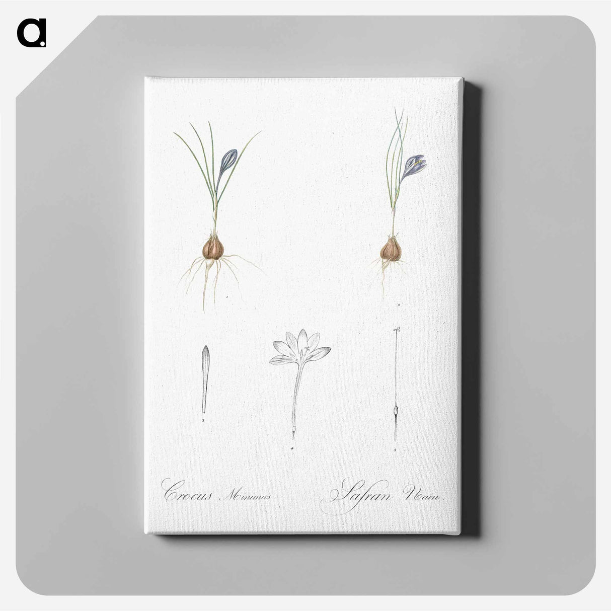 アートパネル-Crocus illustration - ピエール ジョゼフ ルドゥーテ Canvas.