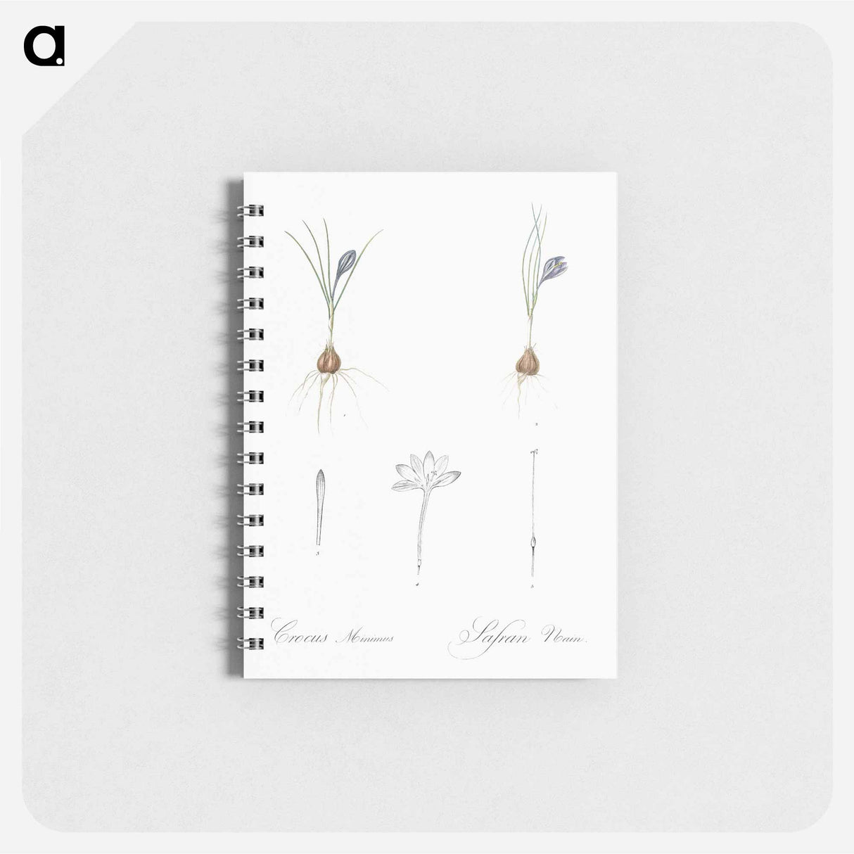 Crocus illustration - ピエール ジョゼフ ルドゥーテ Memo.