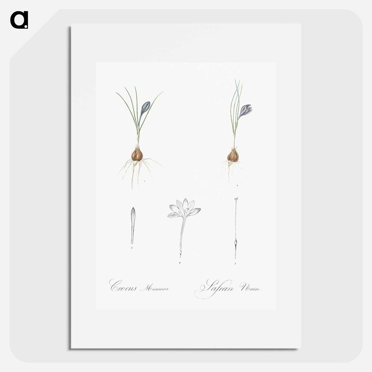 Crocus illustration - Pierre Joseph Redouté Poster.