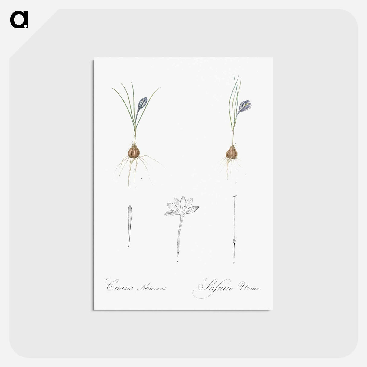 アートポストカード-Crocus illustration - ピエール ジョゼフ ルドゥーテ Postcard.