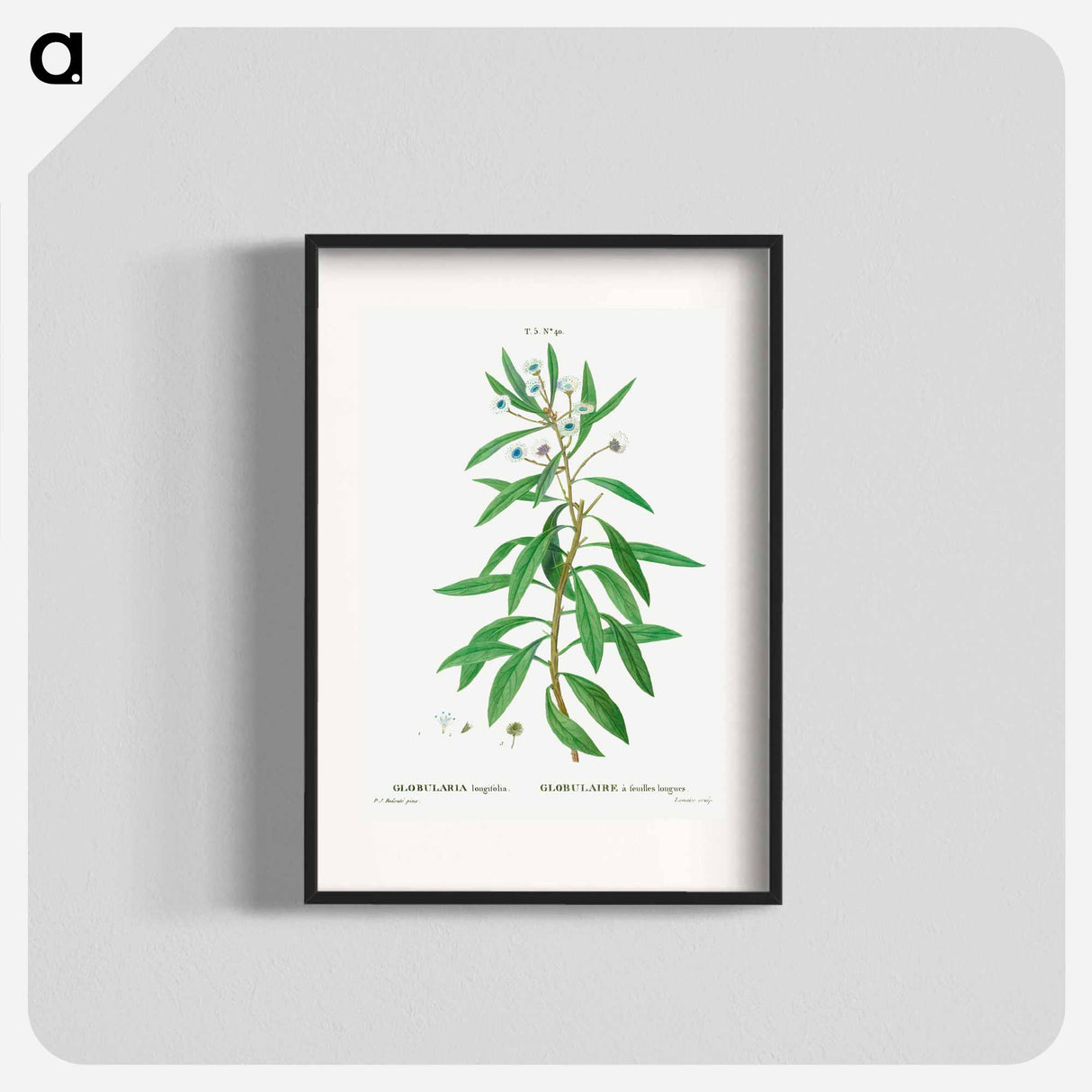 Globe daisy shrub - Pierre Joseph Redouté Poster.