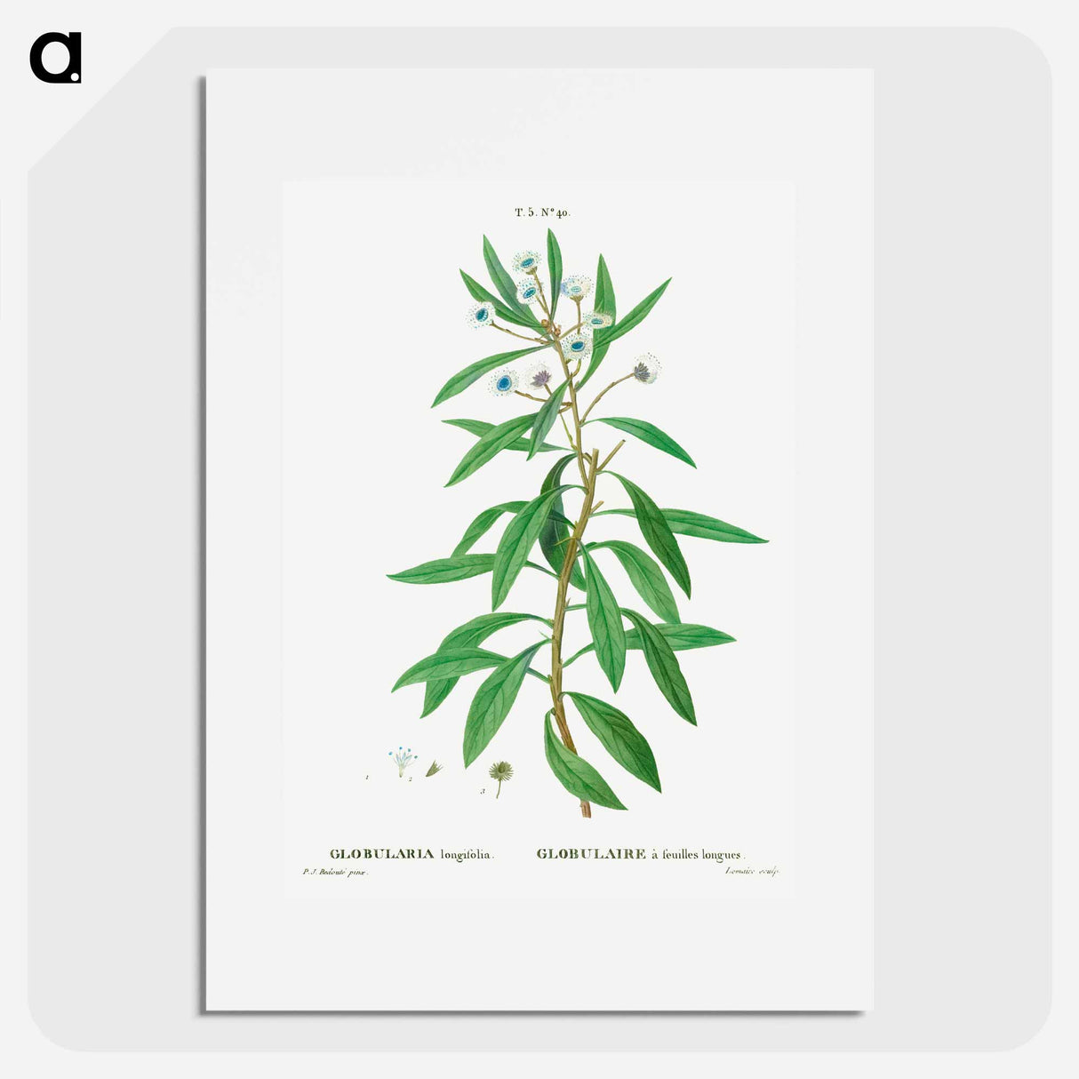 Globe daisy shrub - Pierre Joseph Redouté Poster.