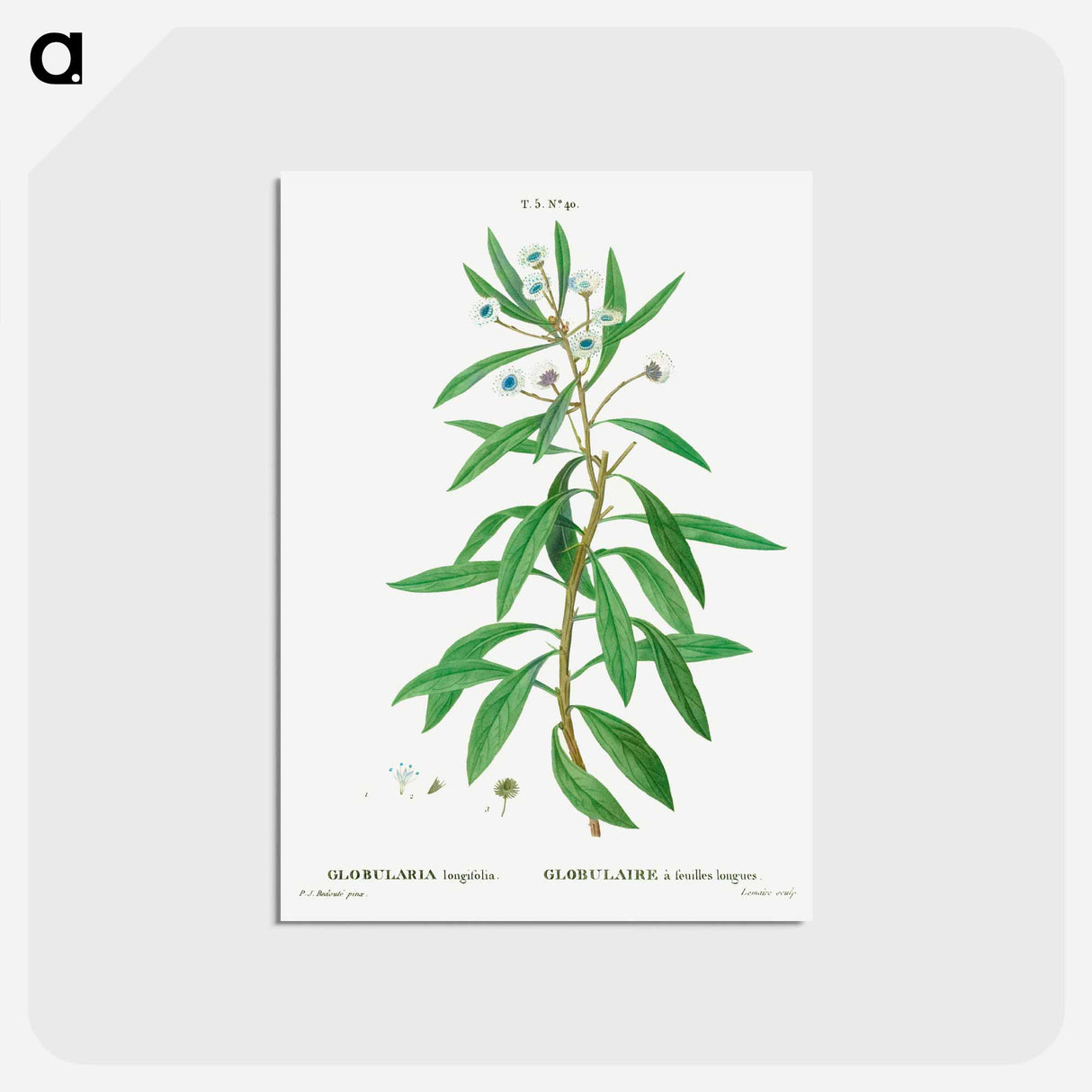 アートポストカード-Globe daisy shrub - ピエール ジョゼフ ルドゥーテ Postcard.