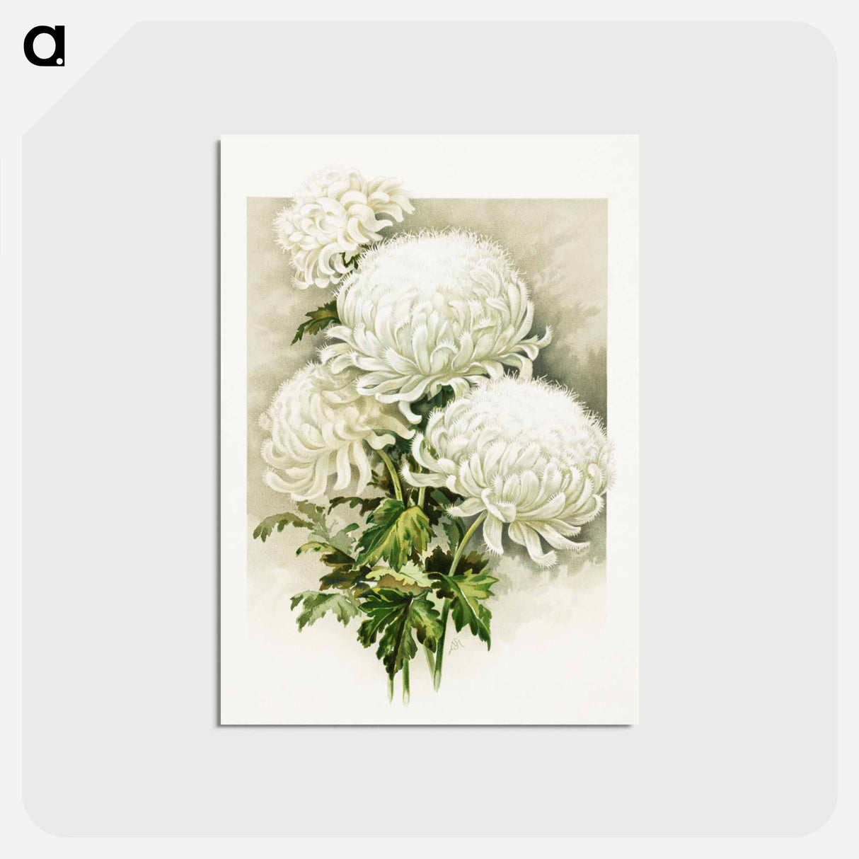 アートポストカード-White Chrysanthemum, Mrs. Alpheus Hardy
- ボストン公共図書館 Postcard.