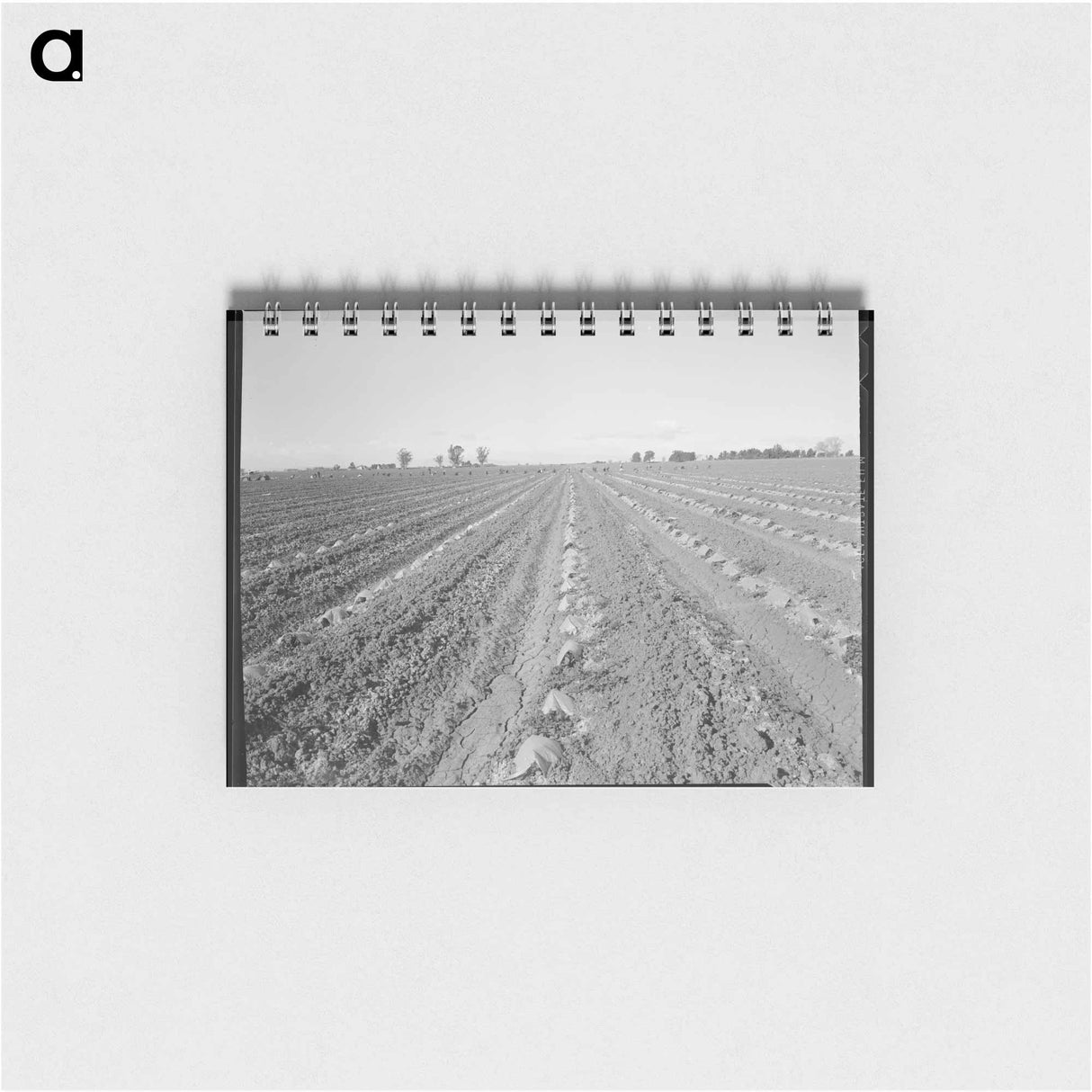 アートメモ帳-Capped cantaloupe - ドロテア ラング Memo.