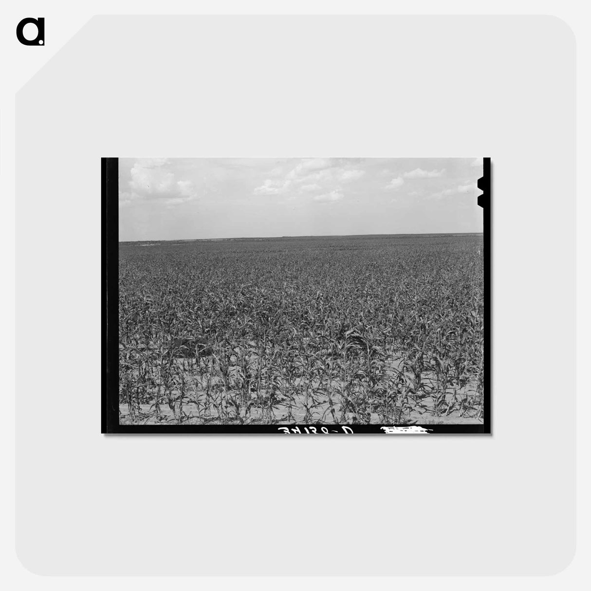 アートポストカード-Kaffir Corn Field
- ラッセル リー Postcard.