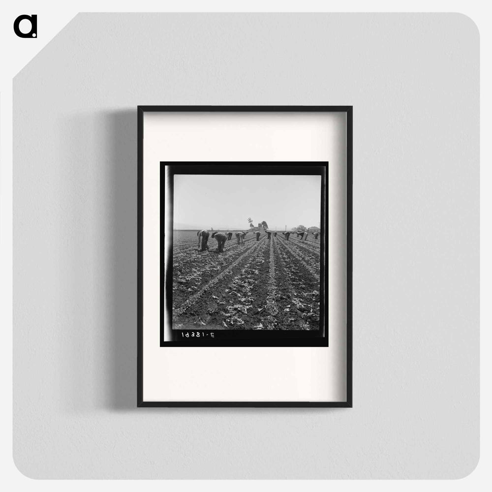 Untitled photo, possibly related to: Gang of Filipino boys thinning lettuce. Salinas Valley, California - Dorothea Lange Poster.