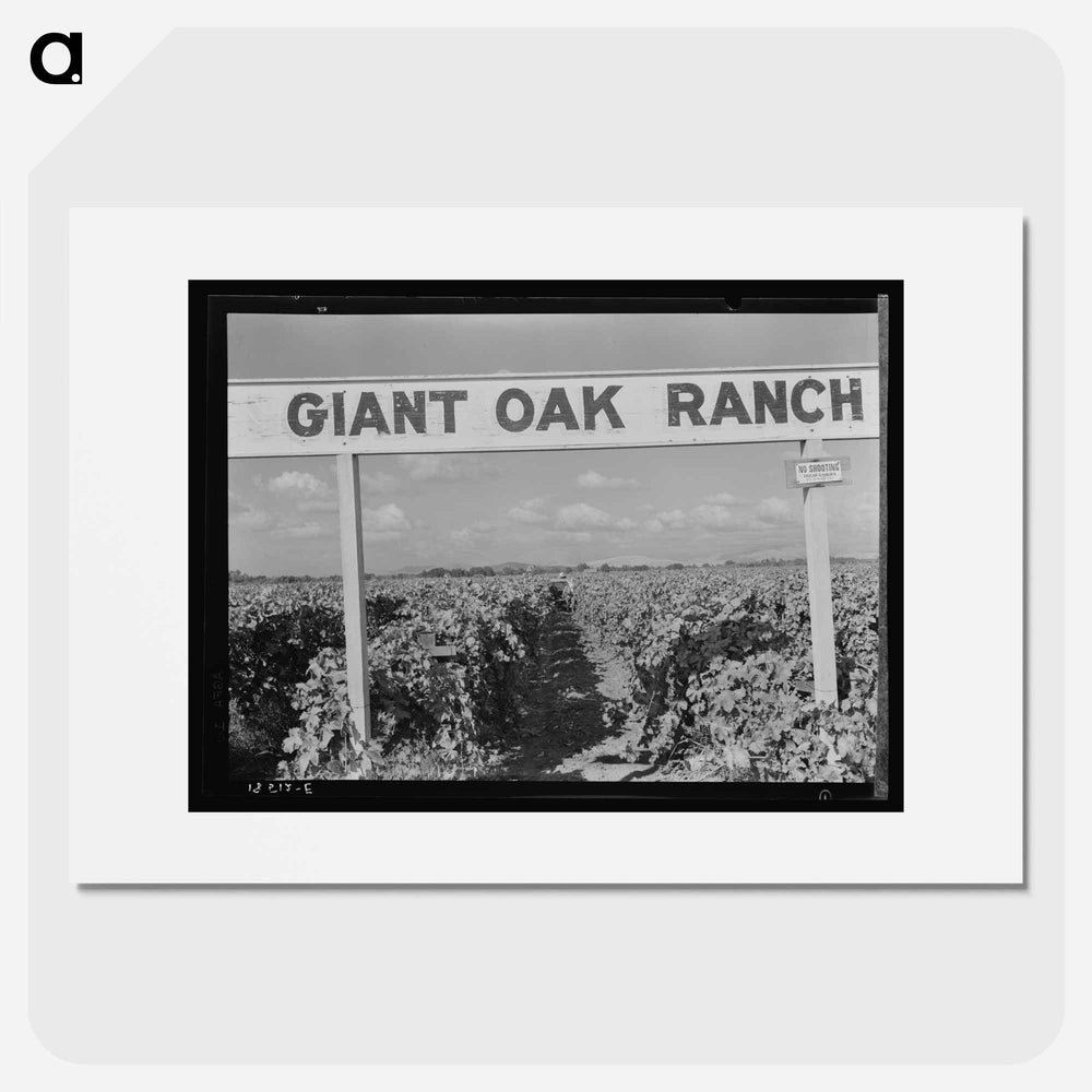 Vineyard during harvest - ドロテア ラング Poster.