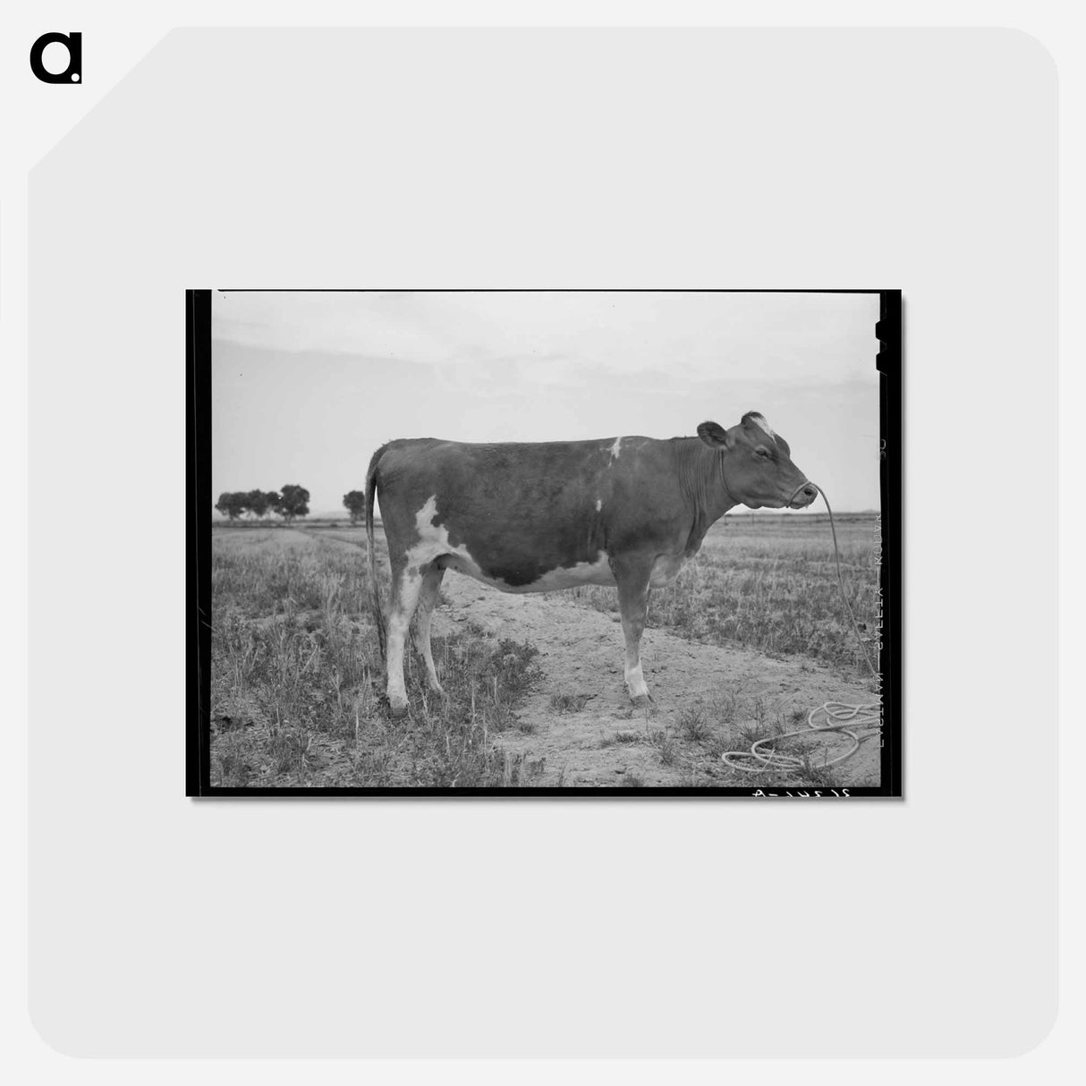 アートポストカード-A Great Guernsey
- ラッセル リー Postcard.