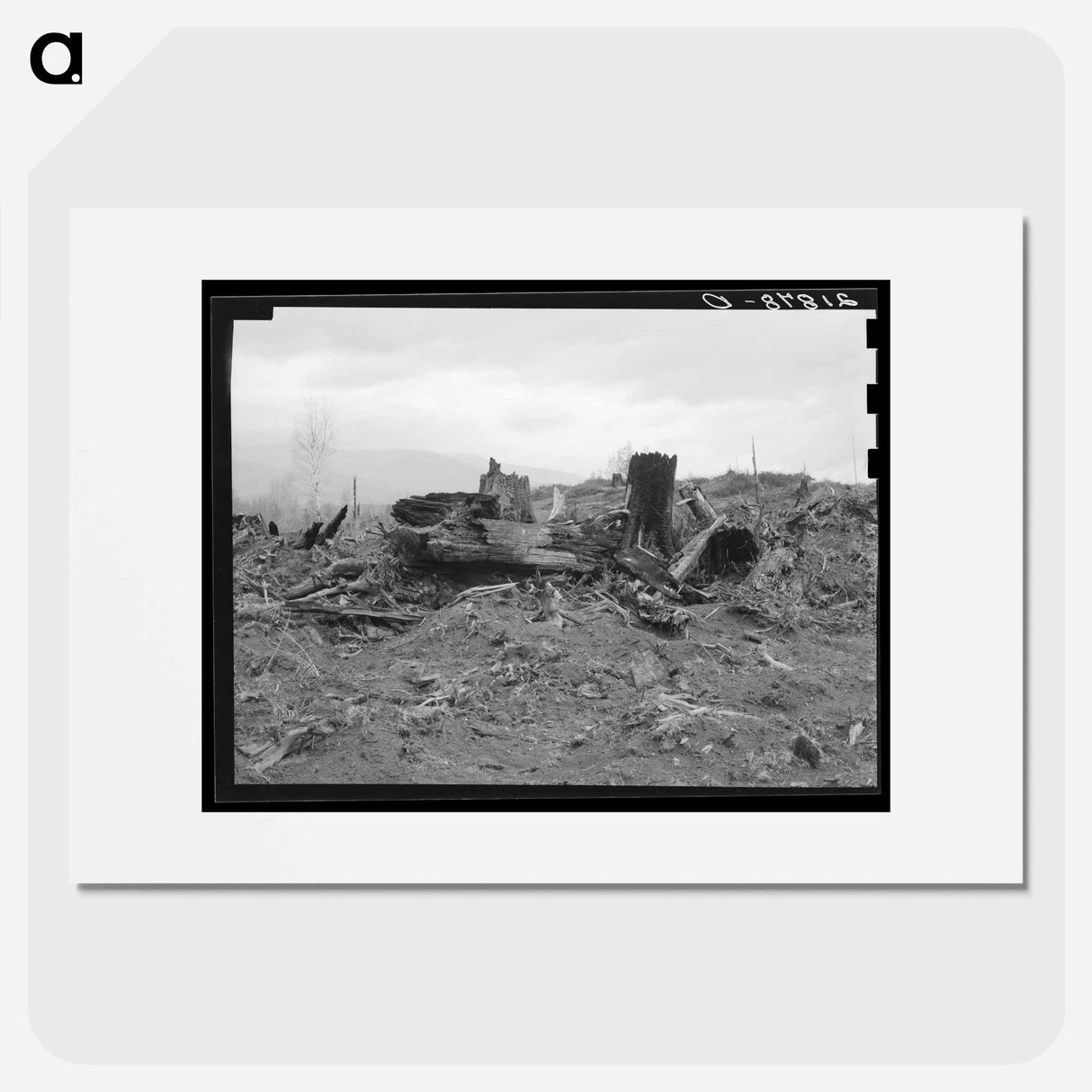 New settlers shack at foot of hills on poor sandy soil - ドロテア ラング Poster.