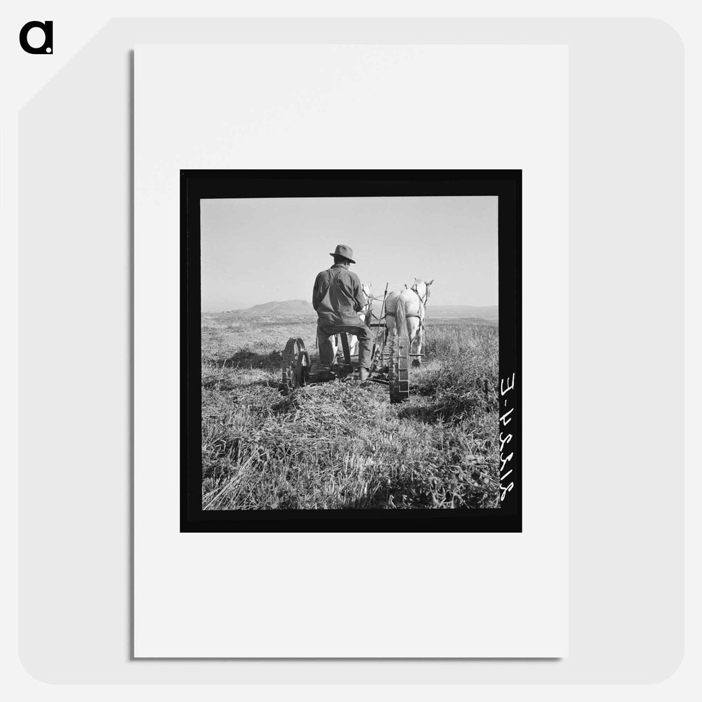 Mr. Roberts, FSA borrower. Owyhee project. Malheur County, Oregon - ドロテア ラング Poster.
