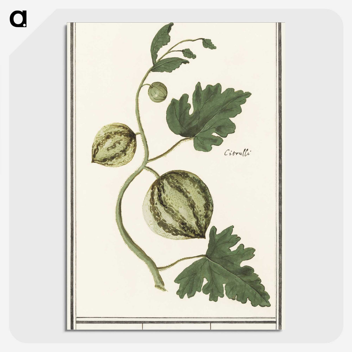 2-100_Anselmus-Boetius-de-Boodt_picture-crop