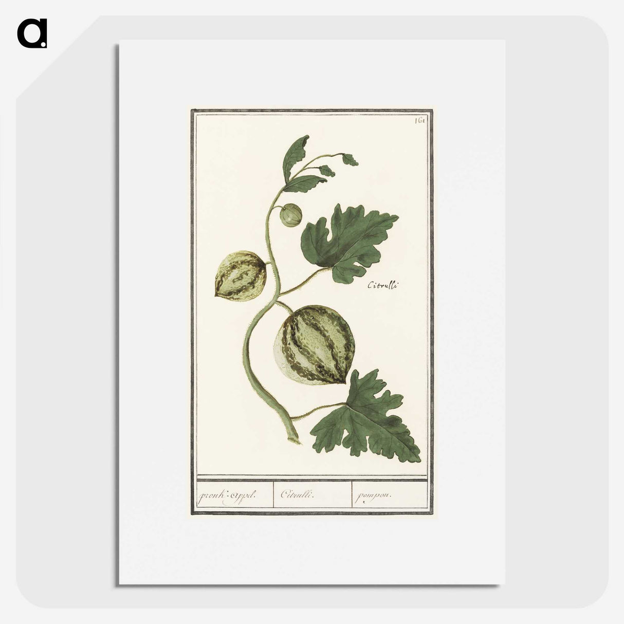 2-100_Anselmus-Boetius-de-Boodt_picture