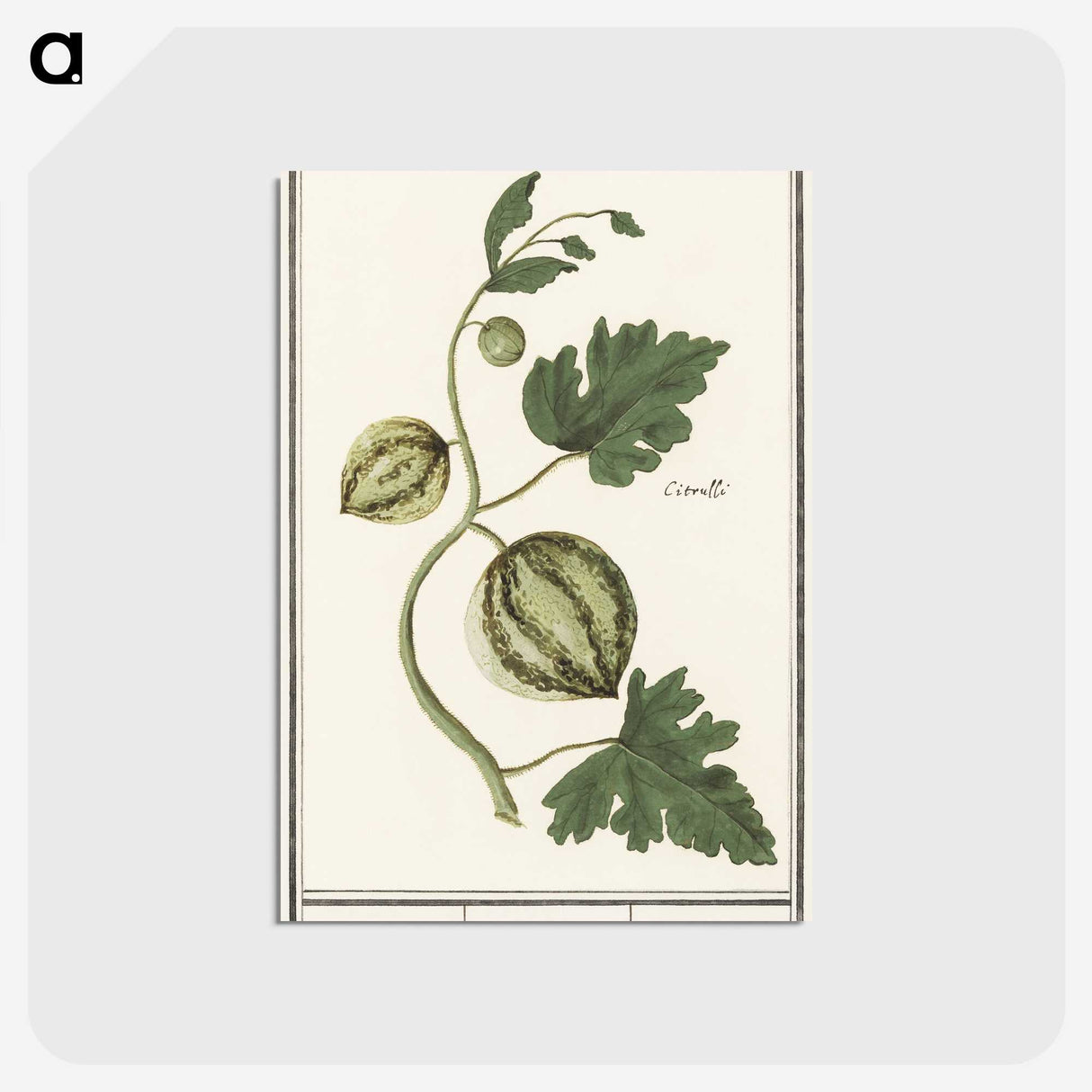 2-100_Anselmus-Boetius-de-Boodt_postcard