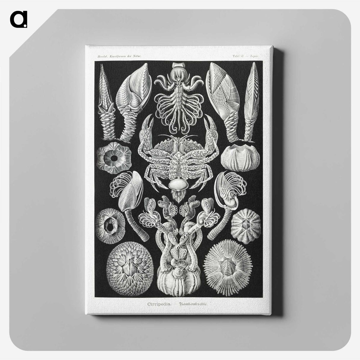 2-100_Ernst-Haeckel_canvas