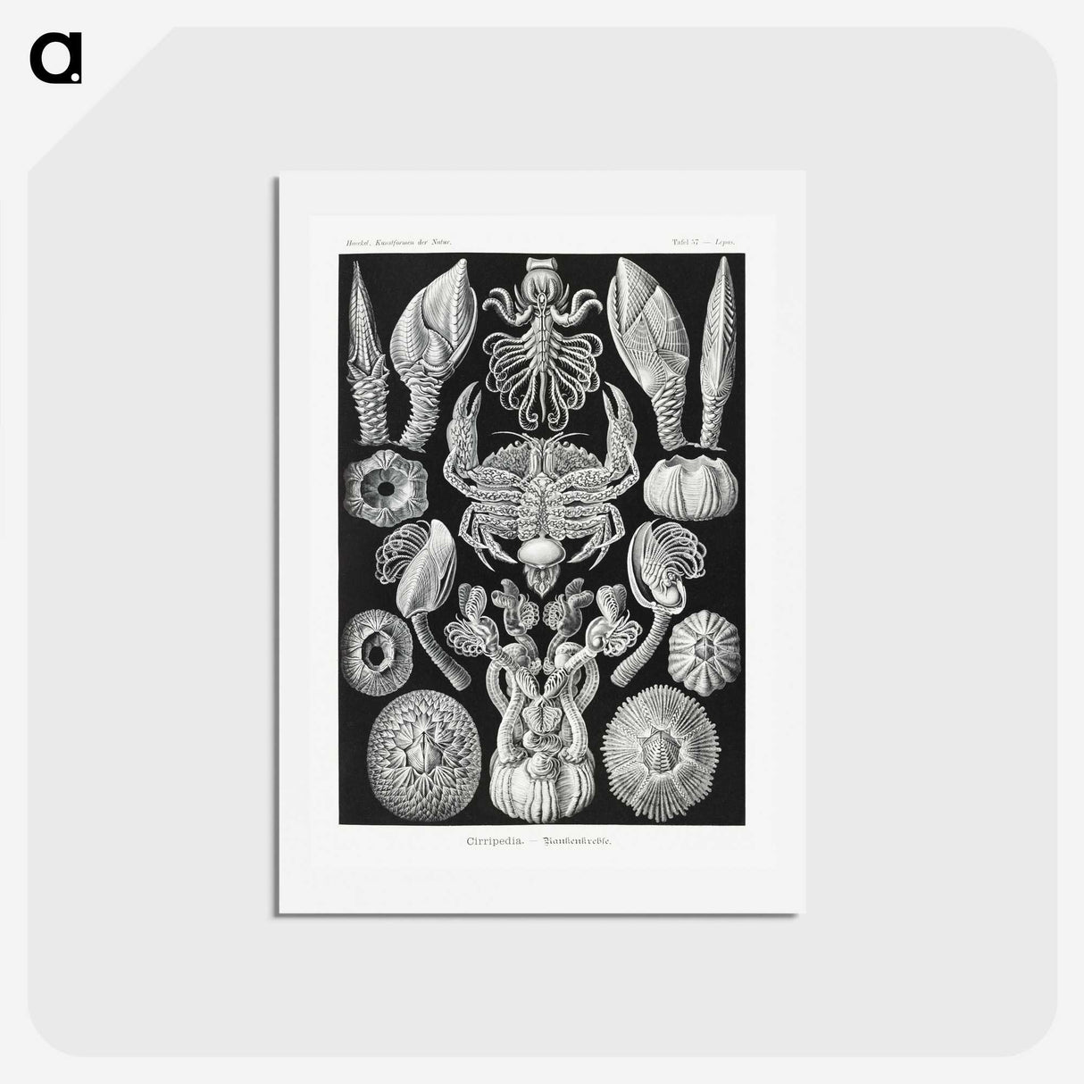 2-100_Ernst-Haeckel_hagaki