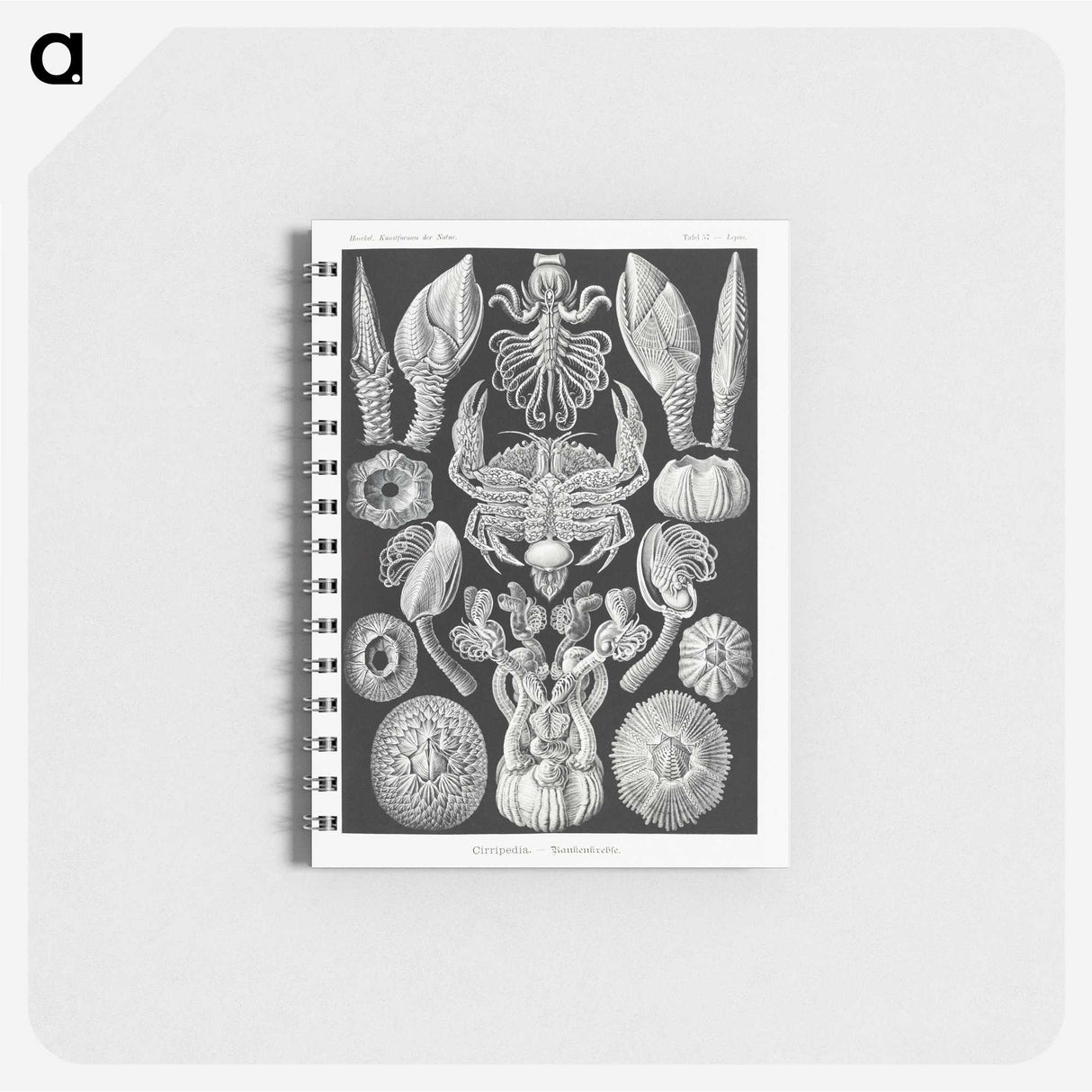 2-100_Ernst-Haeckel_memo