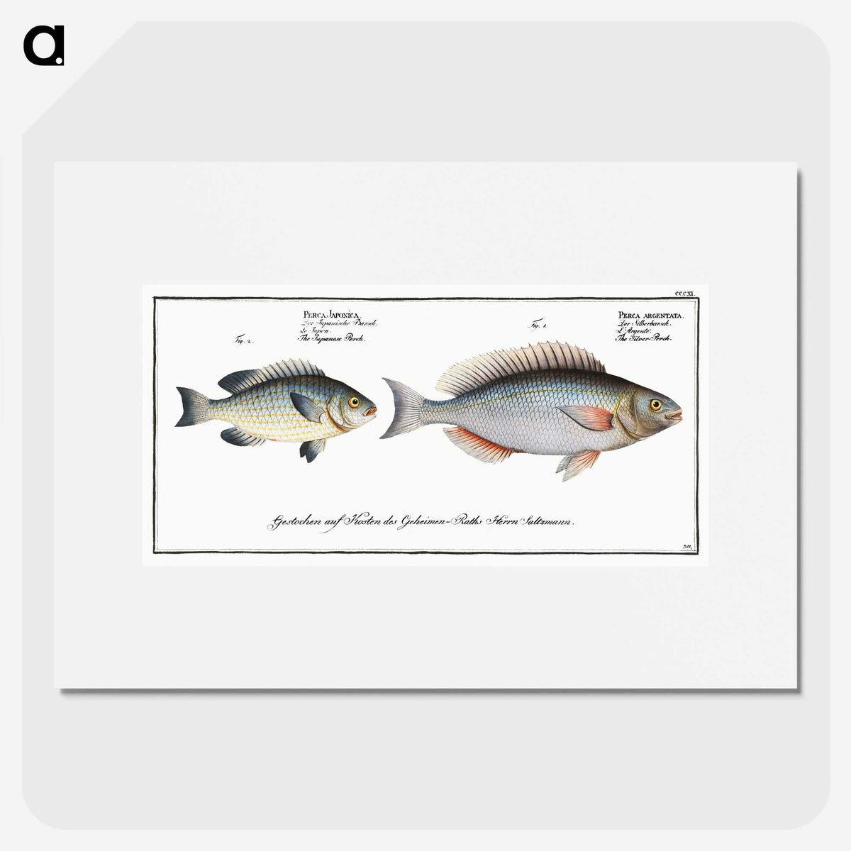 2-100_Ichtyologie-ou-Histoire-naturelle_picture