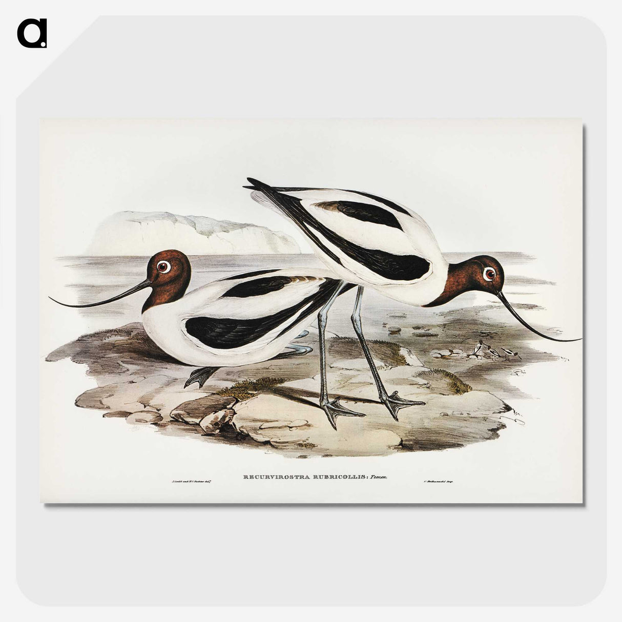 2-100_John-Gould_picture-crop