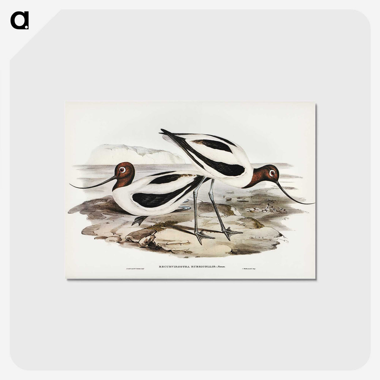 2-100_John-Gould_postcard