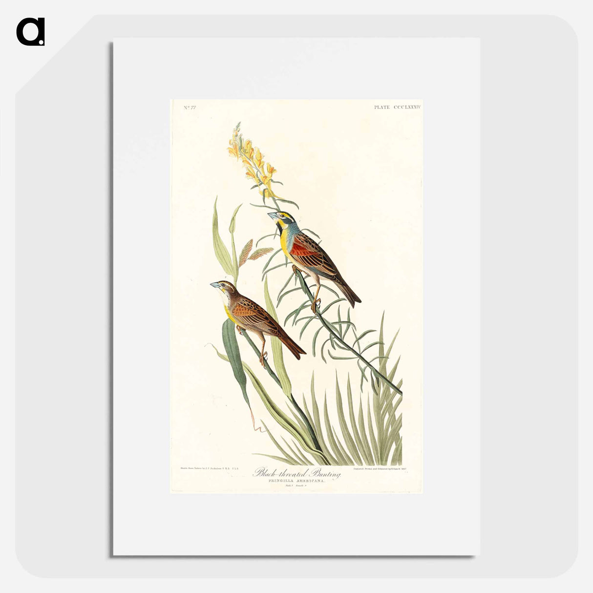 アートポスター-Black-Throated Bunting
- ジョン ジェームス オーデュボン Poster.