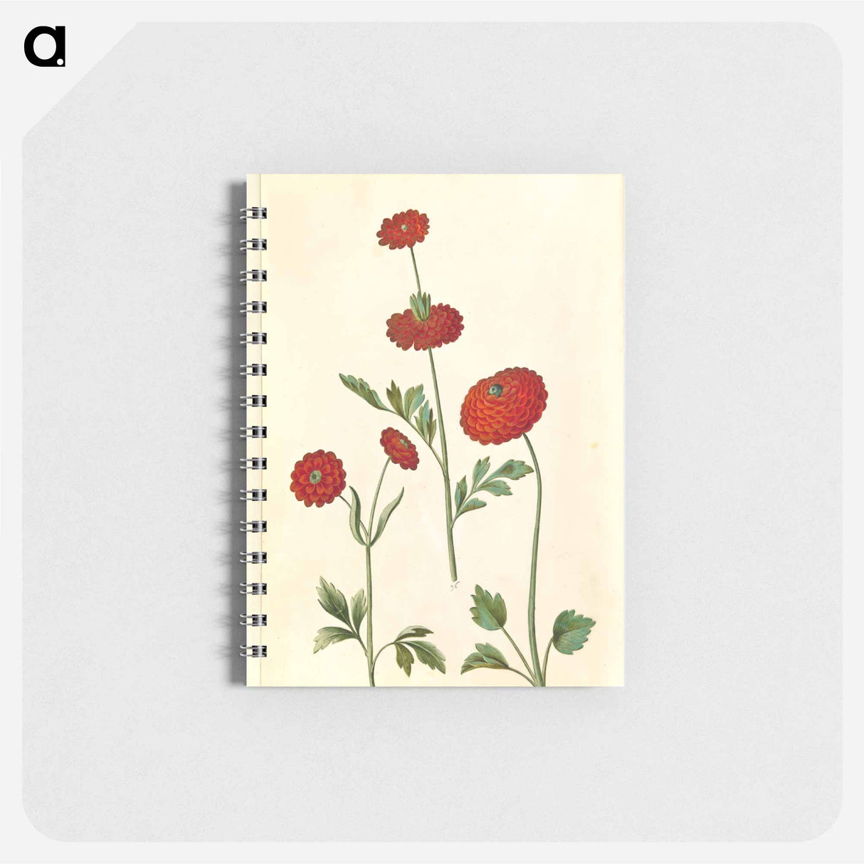 アートメモ帳-Ranunculus Asiaticus
- マリア ジビーラ メーリアン Memo.