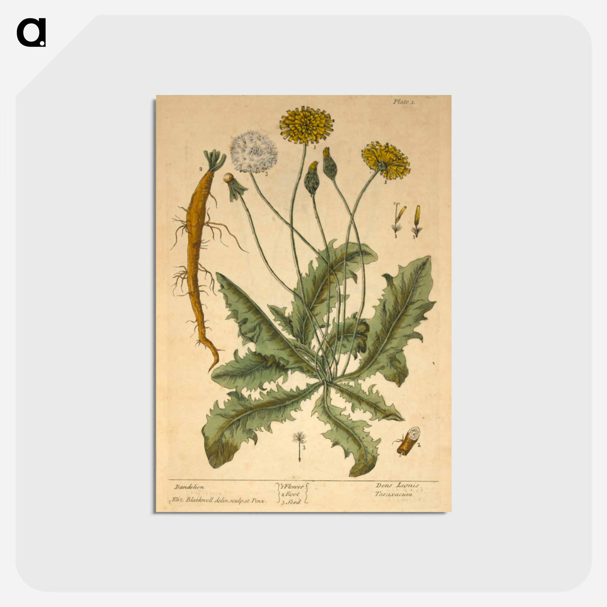 アートポストカード-Dens leonis, taraxcum
- 国立医学図書館 Postcard.