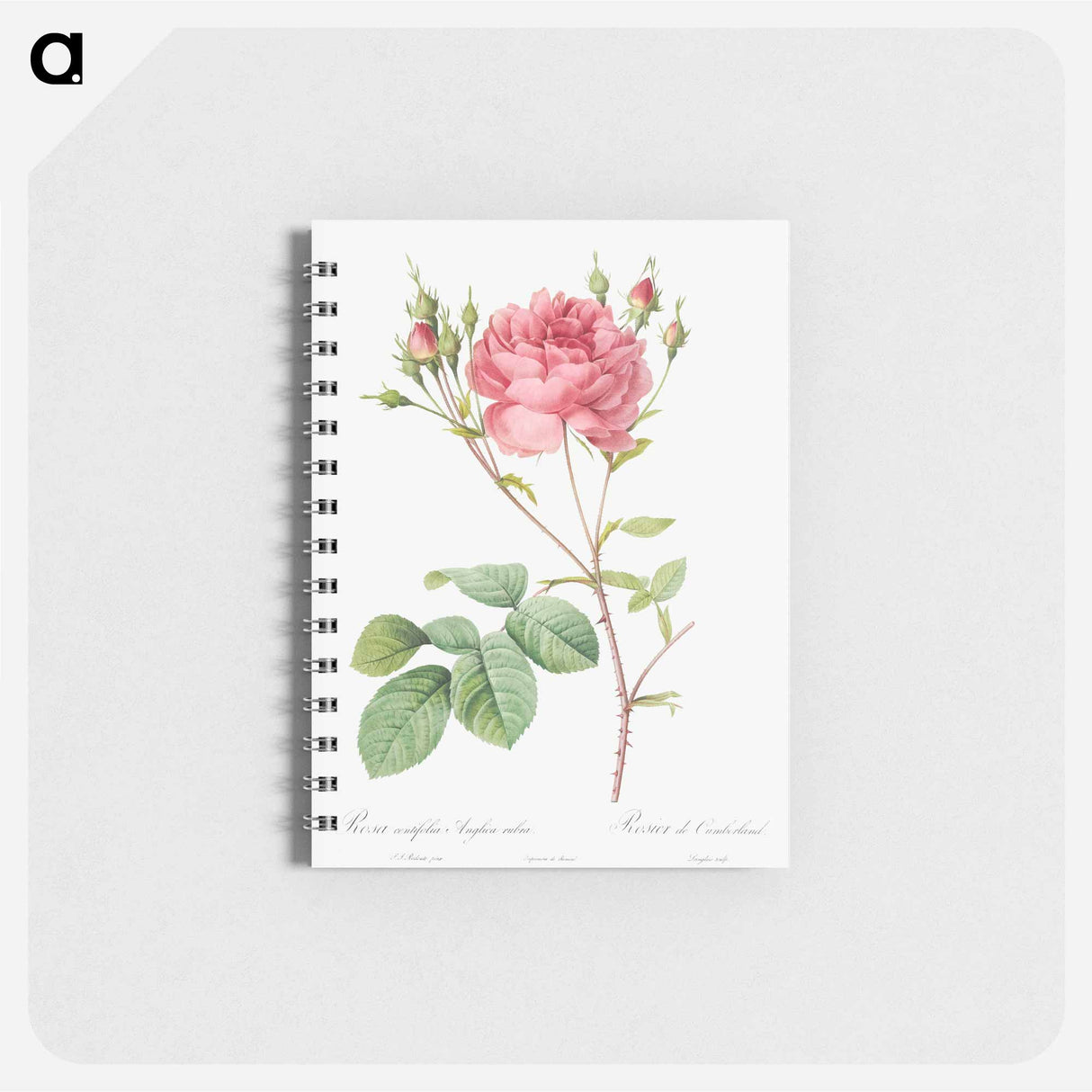 Cumberland Rose - ピエール ジョゼフ ルドゥーテ Memo.