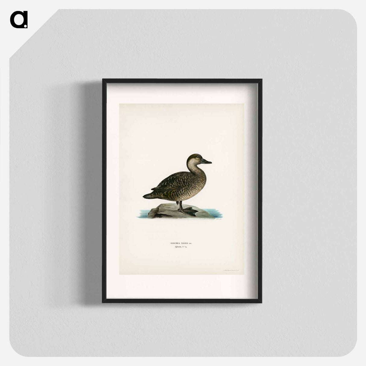 アートポスター-Black Scoter Female
- スヴェンスカ フォグラル Poster.