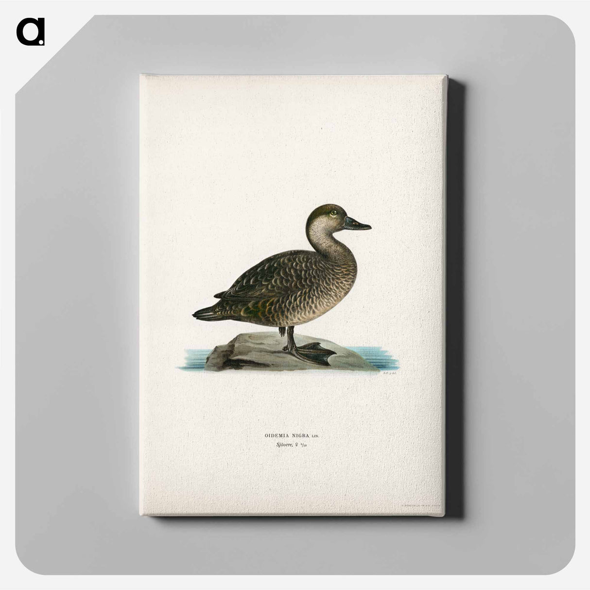 アートパネル-Black Scoter Female
- スヴェンスカ フォグラル Canvas.