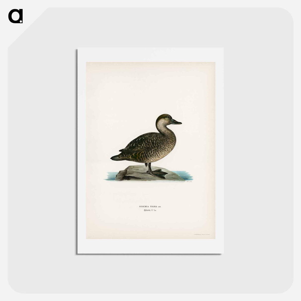 アートポストカード-Black Scoter Female
- スヴェンスカ フォグラル Postcard.