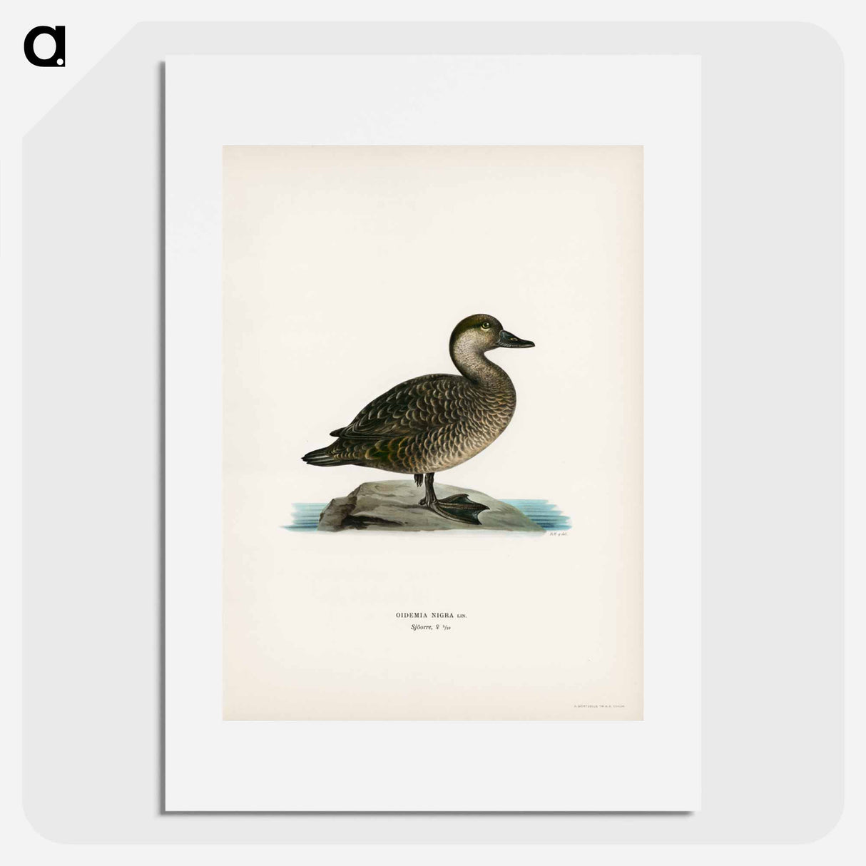 アートポスター-Black Scoter Female
- スヴェンスカ フォグラル Poster.