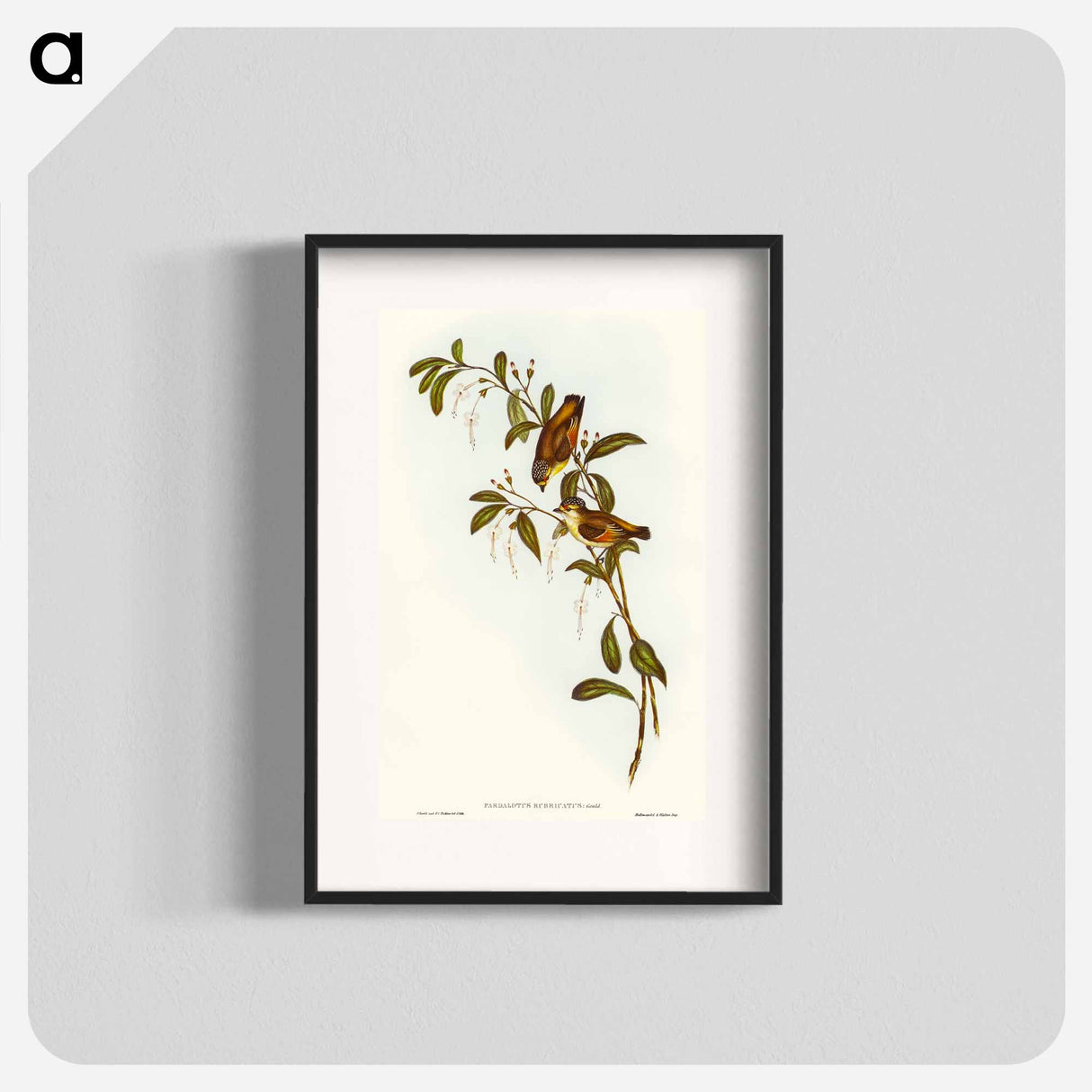 Red-lored Pardalote
- オーストラリアの鳥 Poster.