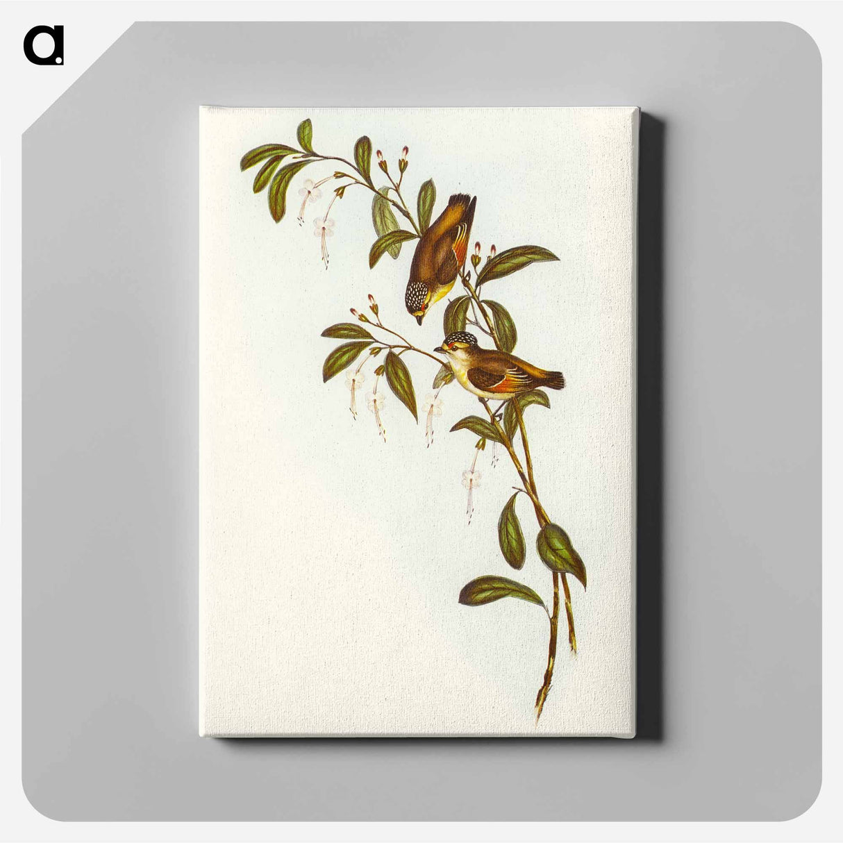 Red-lored Pardalote
- オーストラリアの鳥 Canvas.