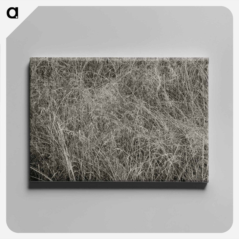 Grass - アルフレッド スティーグリッツ Canvas.