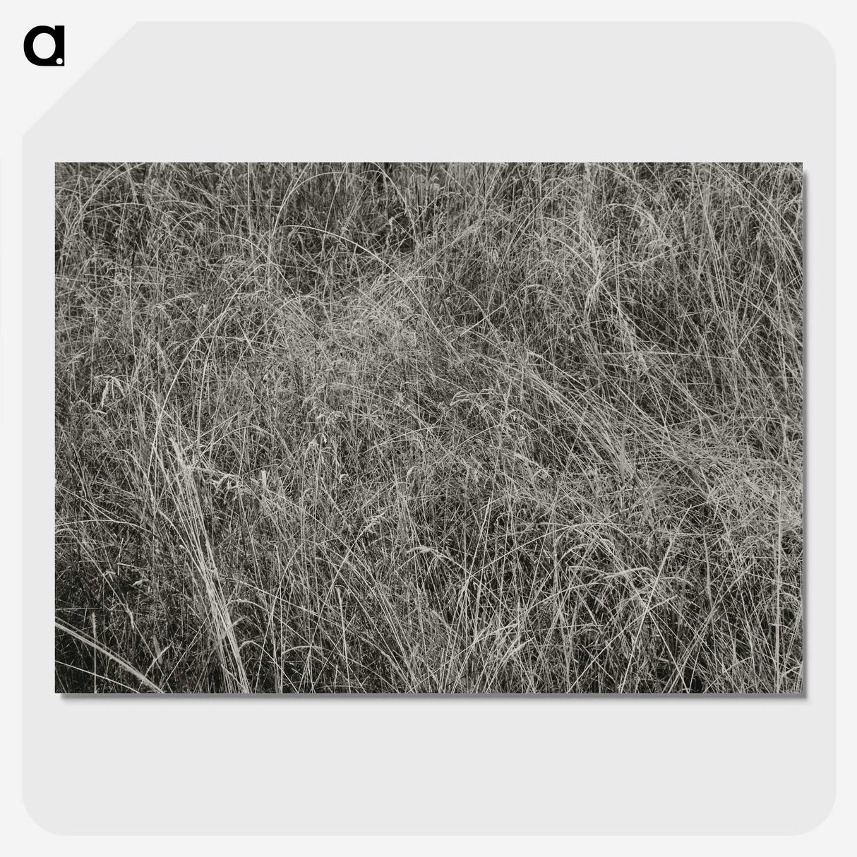 2-10_Alfred-Stieglitz_picture-crop
