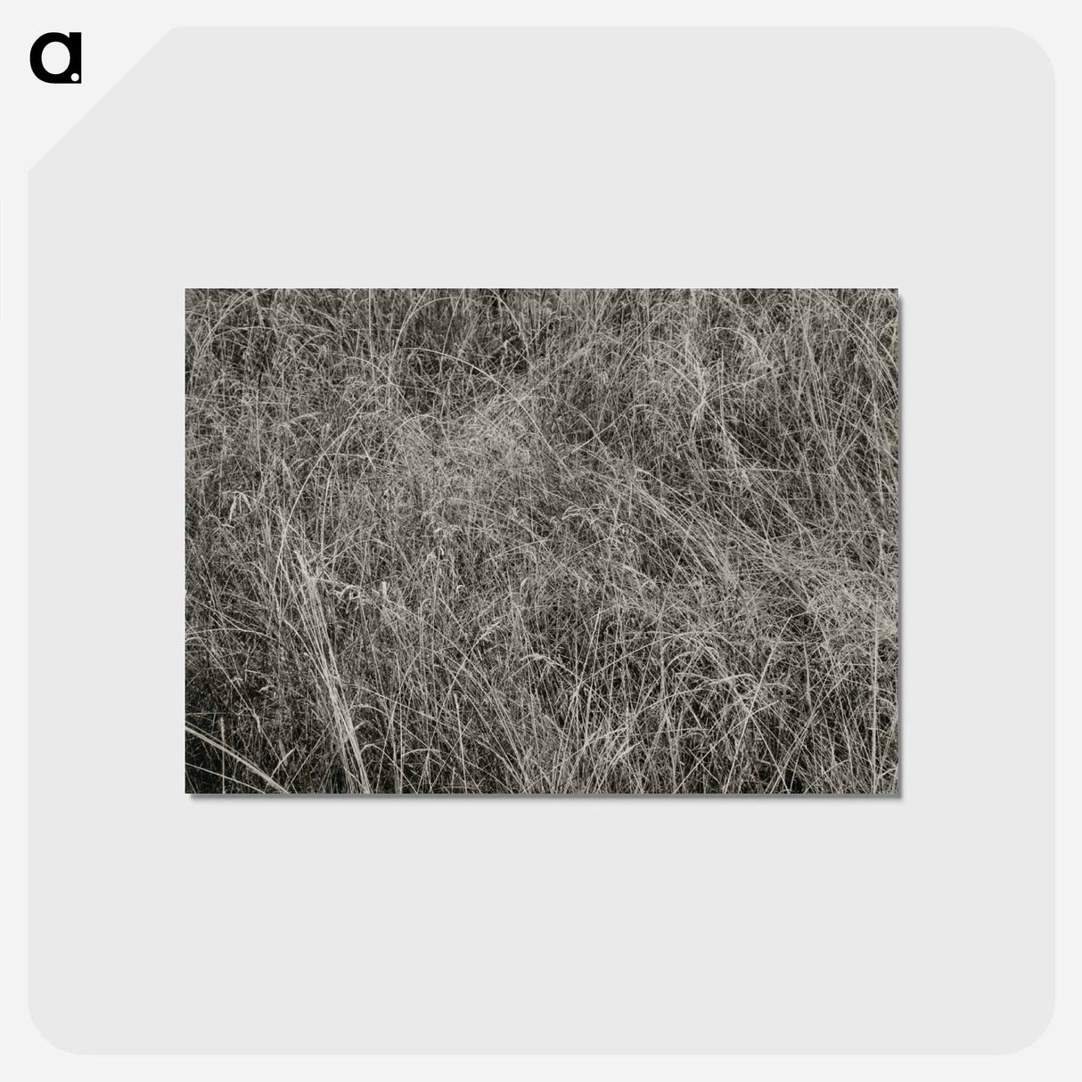 アートポストカード-Grass - アルフレッド スティーグリッツ Postcard.