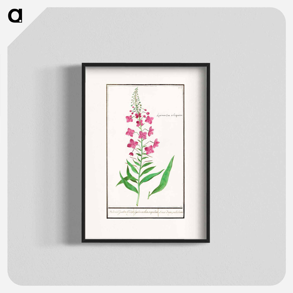 Willow-herb, Chamerion angustifolium - アンセルムス ボエティウス デ ブート Poster.