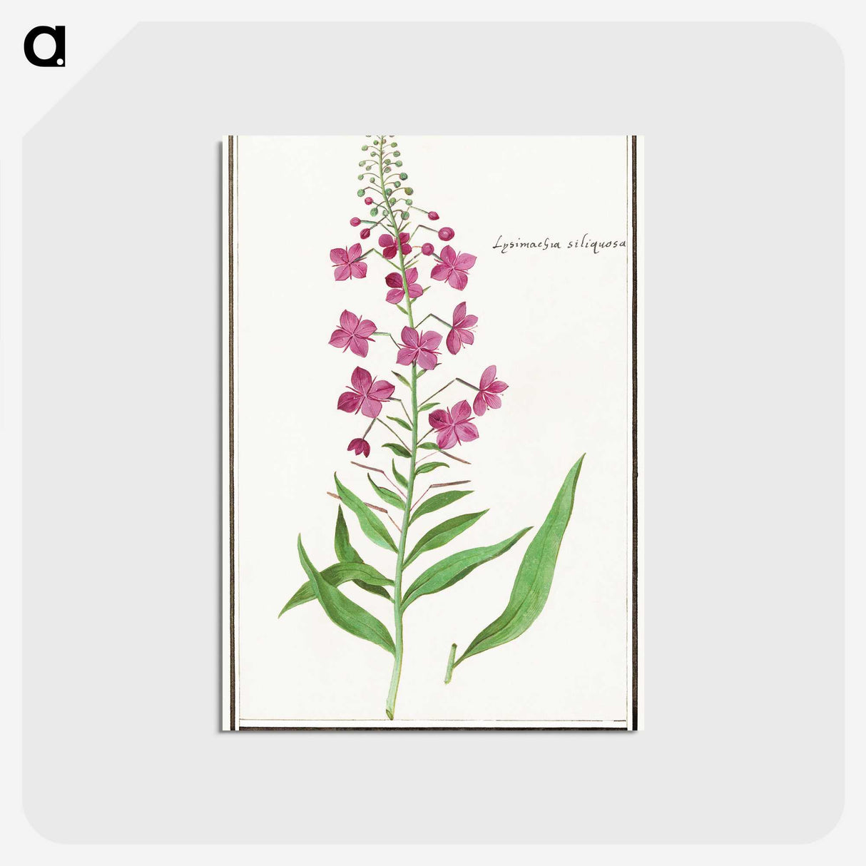 2-10_Anselmus-Boetius-de-Boodt_postcard