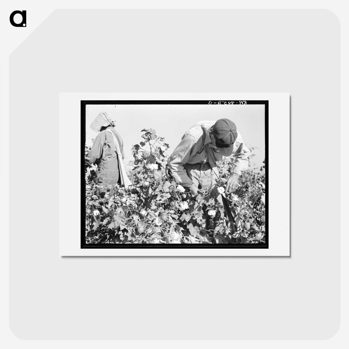 2-10_Dorothea-Lange_hagaki