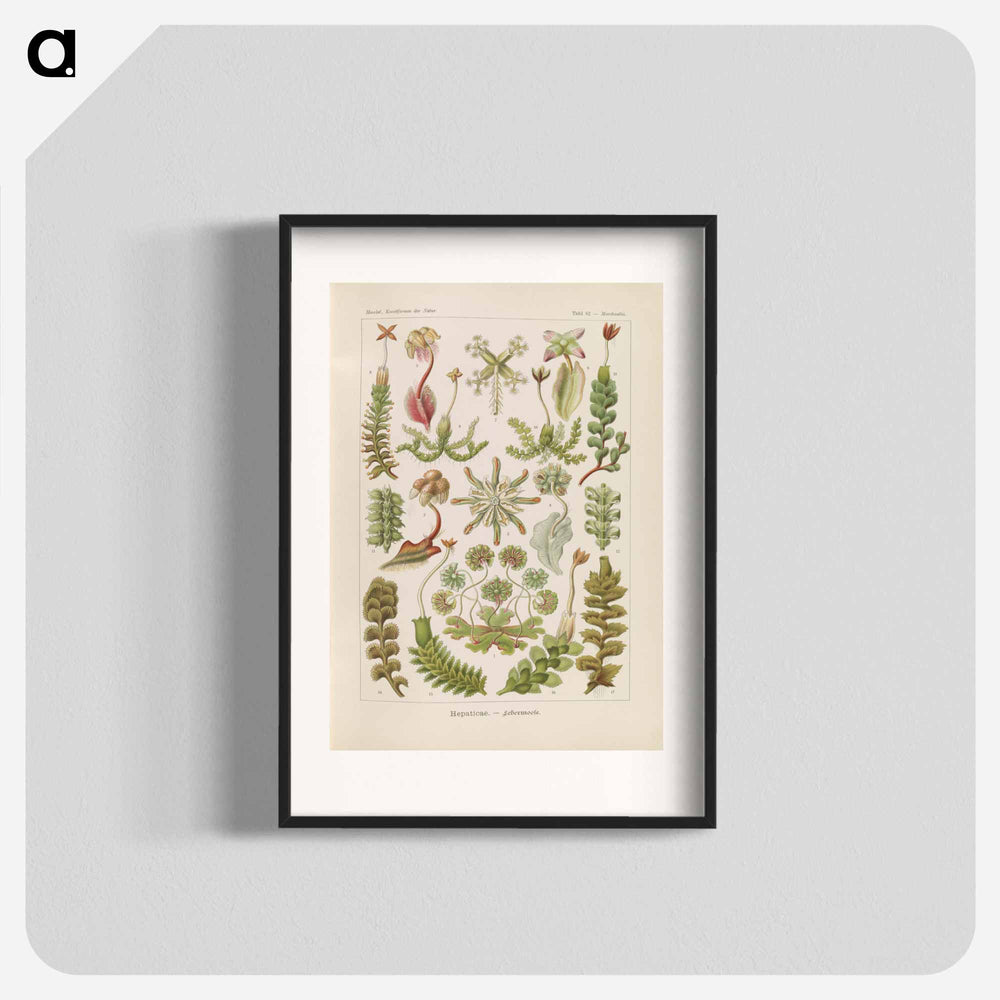 Hepaticae–Lebermoose illustration from Kunstformen der Natur - エルンスト ヘッケル Poster.