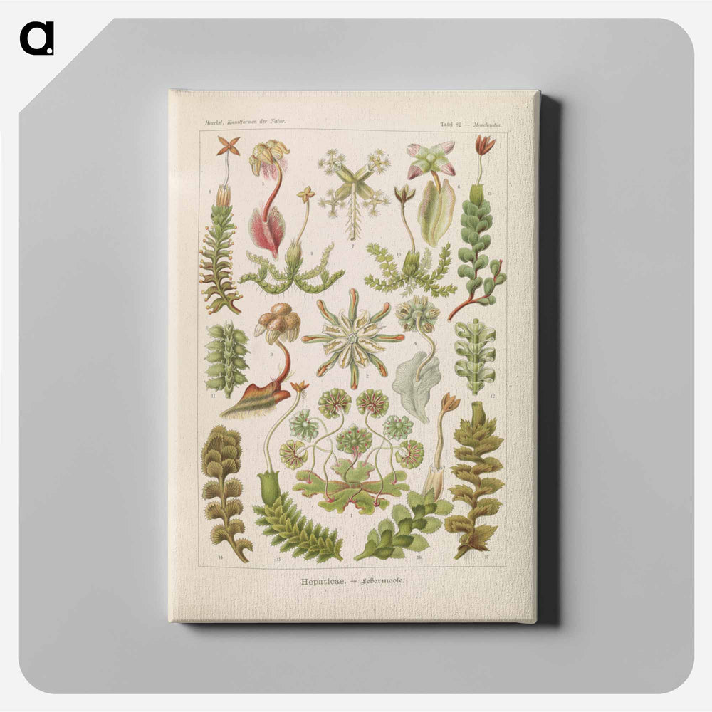 Hepaticae–Lebermoose illustration from Kunstformen der Natur - エルンスト ヘッケル Canvas.