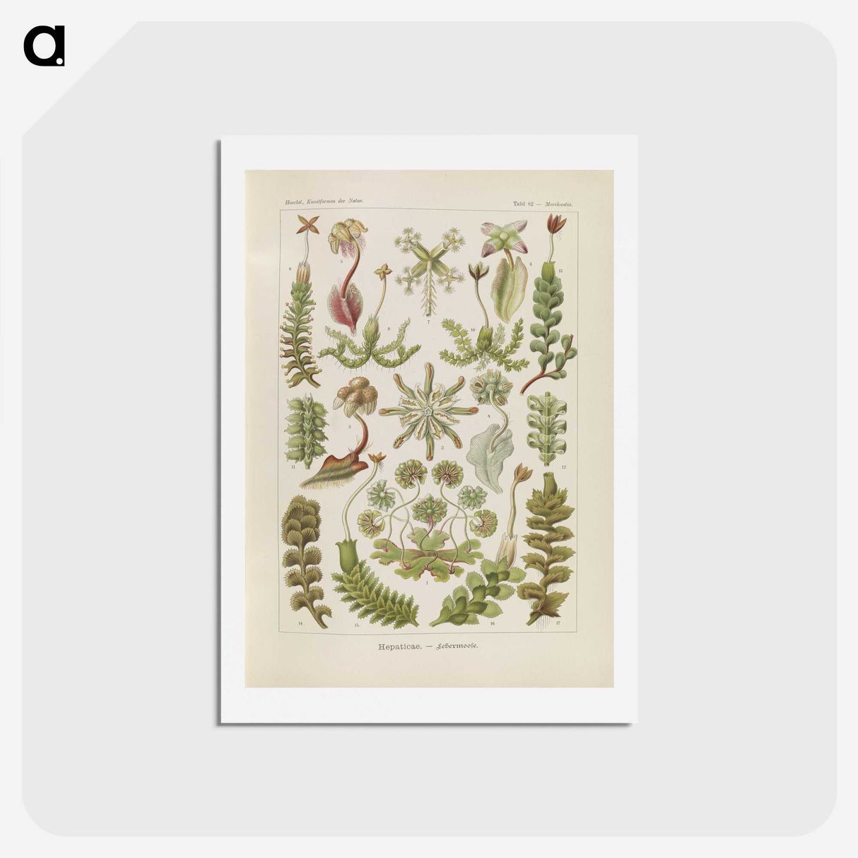 2-10_Ernst-Haeckel_hagaki